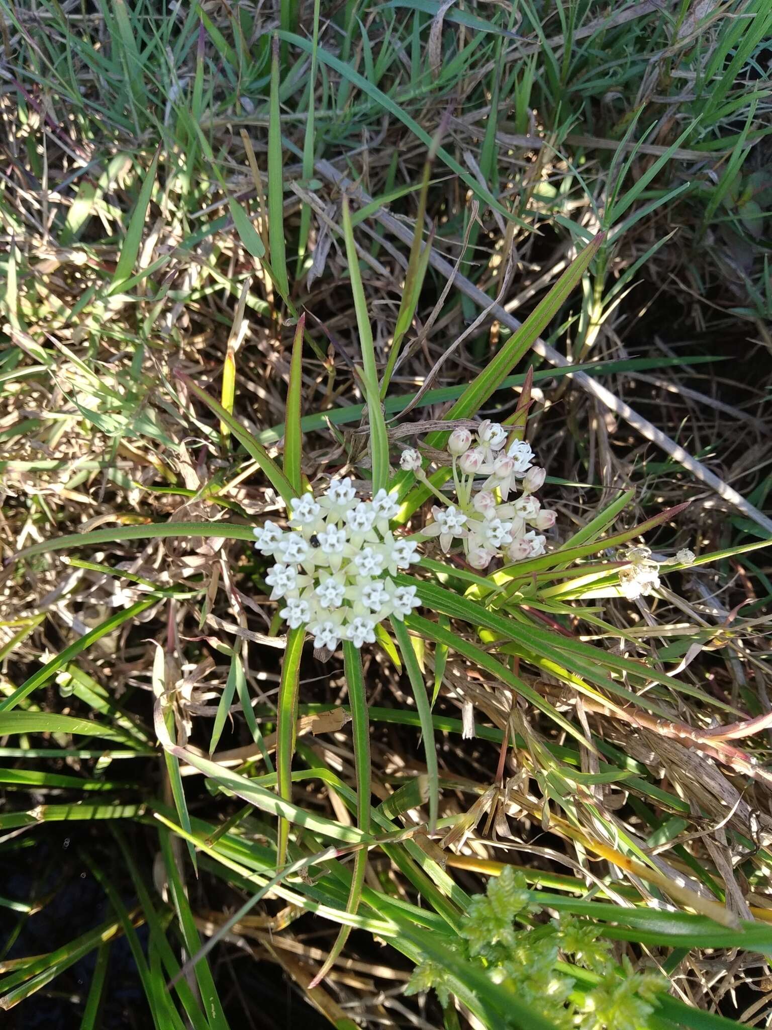 Plancia ëd Asclepias woodsoniana Standl. & Steyerm.