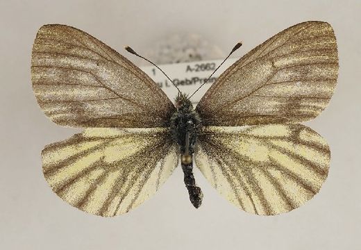 Image of <i>Pieris bryoniae</i> (Hübner (1806))