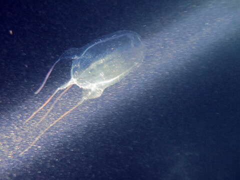 Image de Alatinidae Gershwin 2005