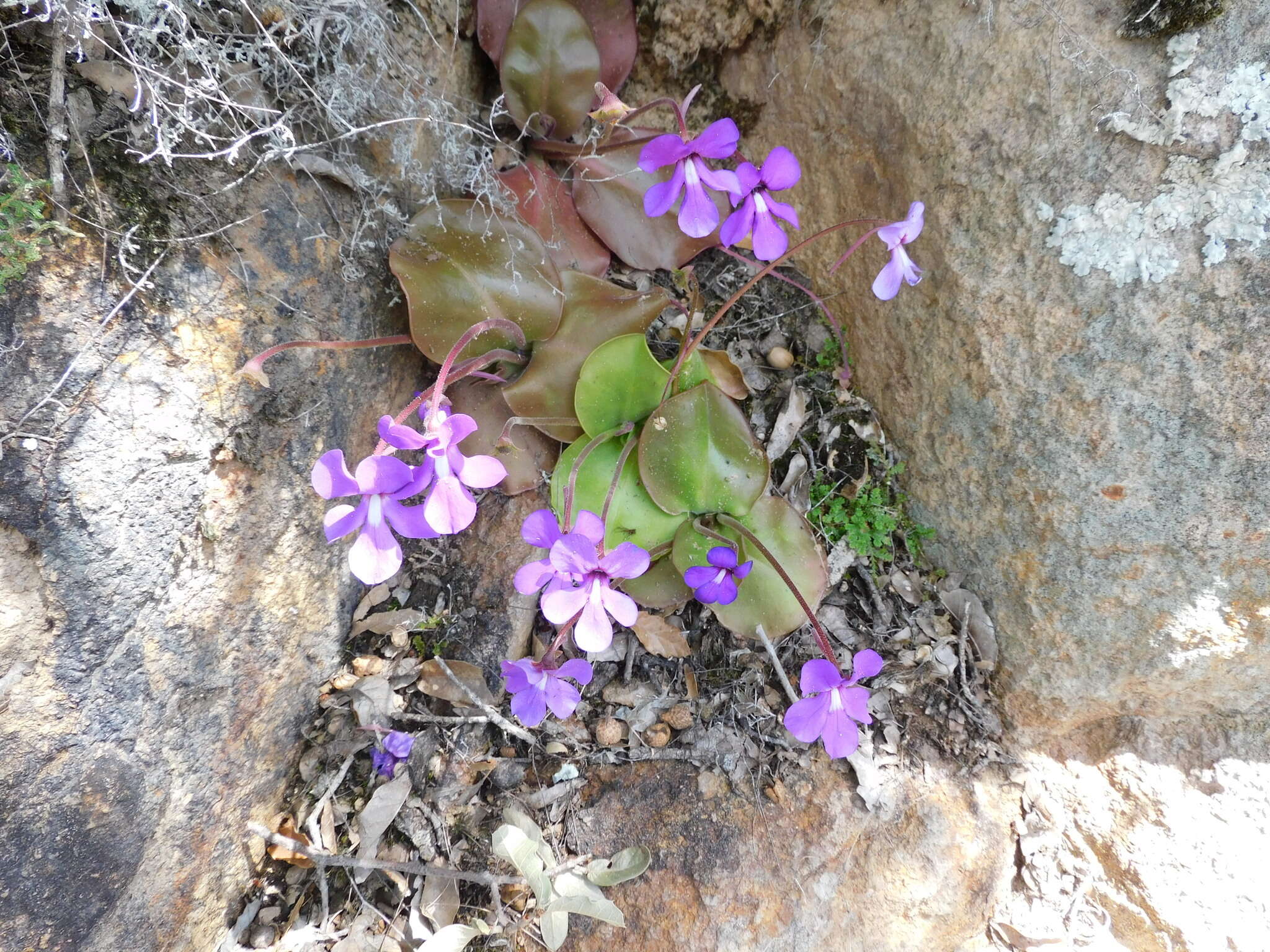 Imagem de Pinguicula macrophylla Kunth