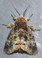 Image of Anepholcia pygaria Warren 1912