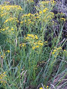 Plancia ëd Senecio brasiliensis (Spreng.) Less.