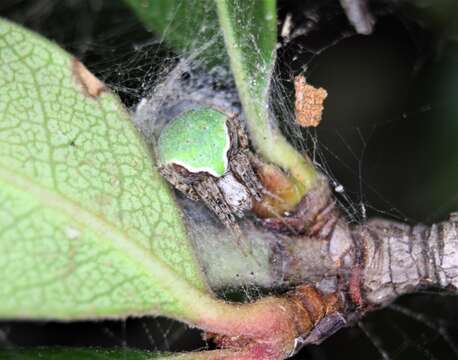 Image de Araneus detrimentosus (O. Pickard-Cambridge 1889)