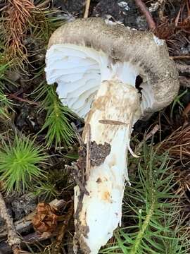 Image of Hygrophorus inocybiformis A. H. Sm. 1944