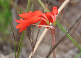 Image of Cyrtanthus staadensis Schönland