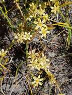 Sivun Triteleia ixioides subsp. anilina (Greene) L. W. Lenz kuva