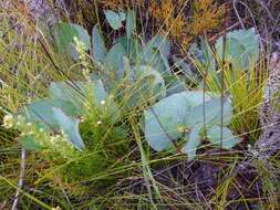 Imagem de Protea cordata Thunb.