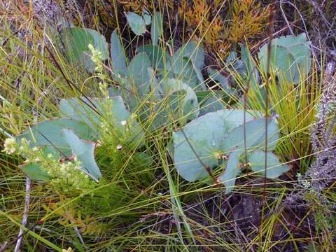 Image of Protea cordata Thunb.