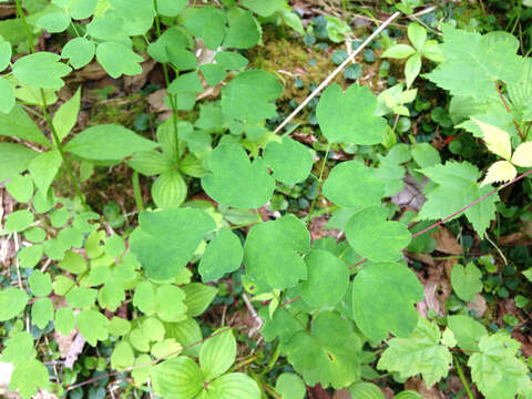 Sivun Thalictrum pubescens Pursh kuva