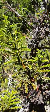 Image of Guaitecas Cypress