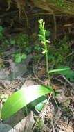 Image of bluntleaved orchid