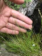 Image of bristleleaf sedge