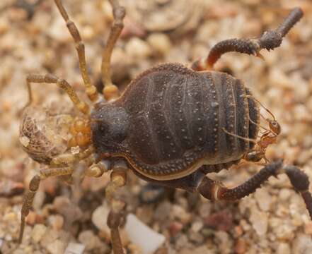 Image of Acanthopachylus Roewer 1913