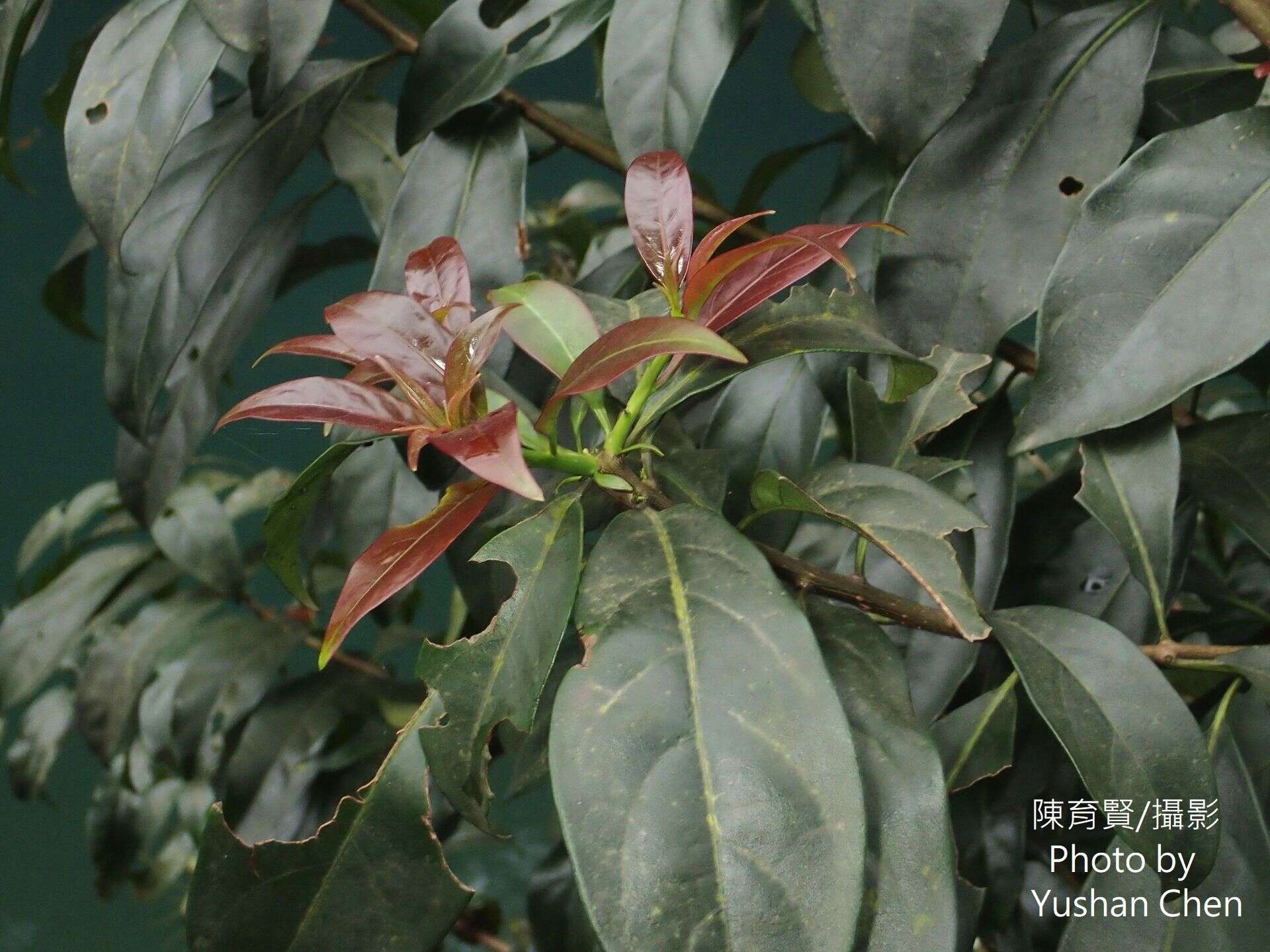 Image of Ehretia longiflora Champion ex Benth.