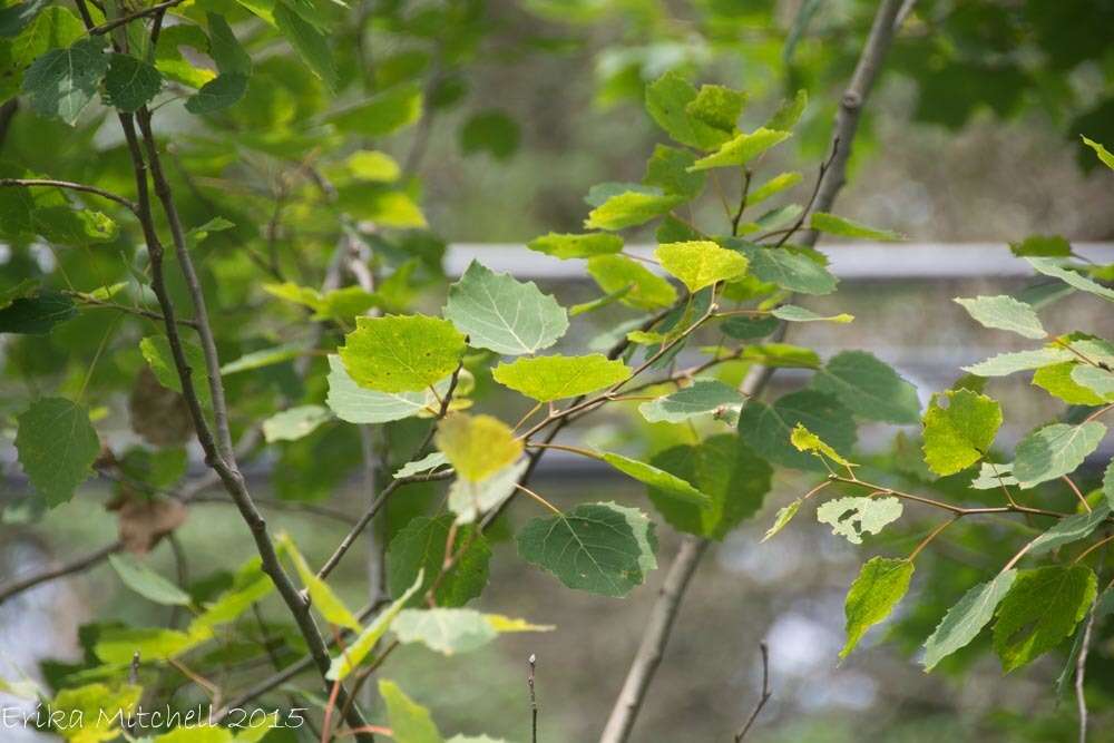 Image of bigtooth aspen