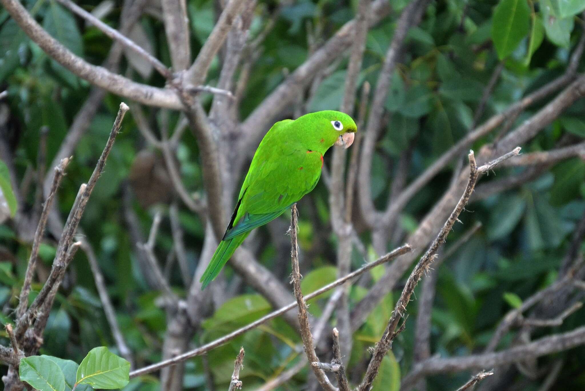 Image of Hispaniolan Conure