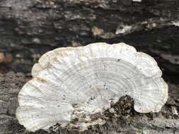 Imagem de Trametes elegans (Spreng.) Fr. 1838