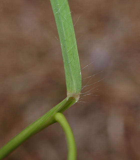 Image of Brown's lovegrass