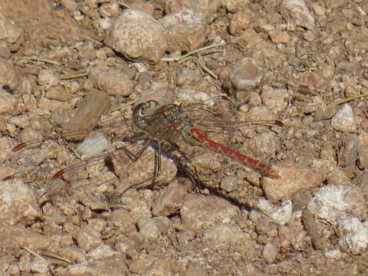 Image of Desert Darter