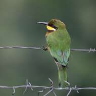 Image of Cinnamon-breasted Bee-eater