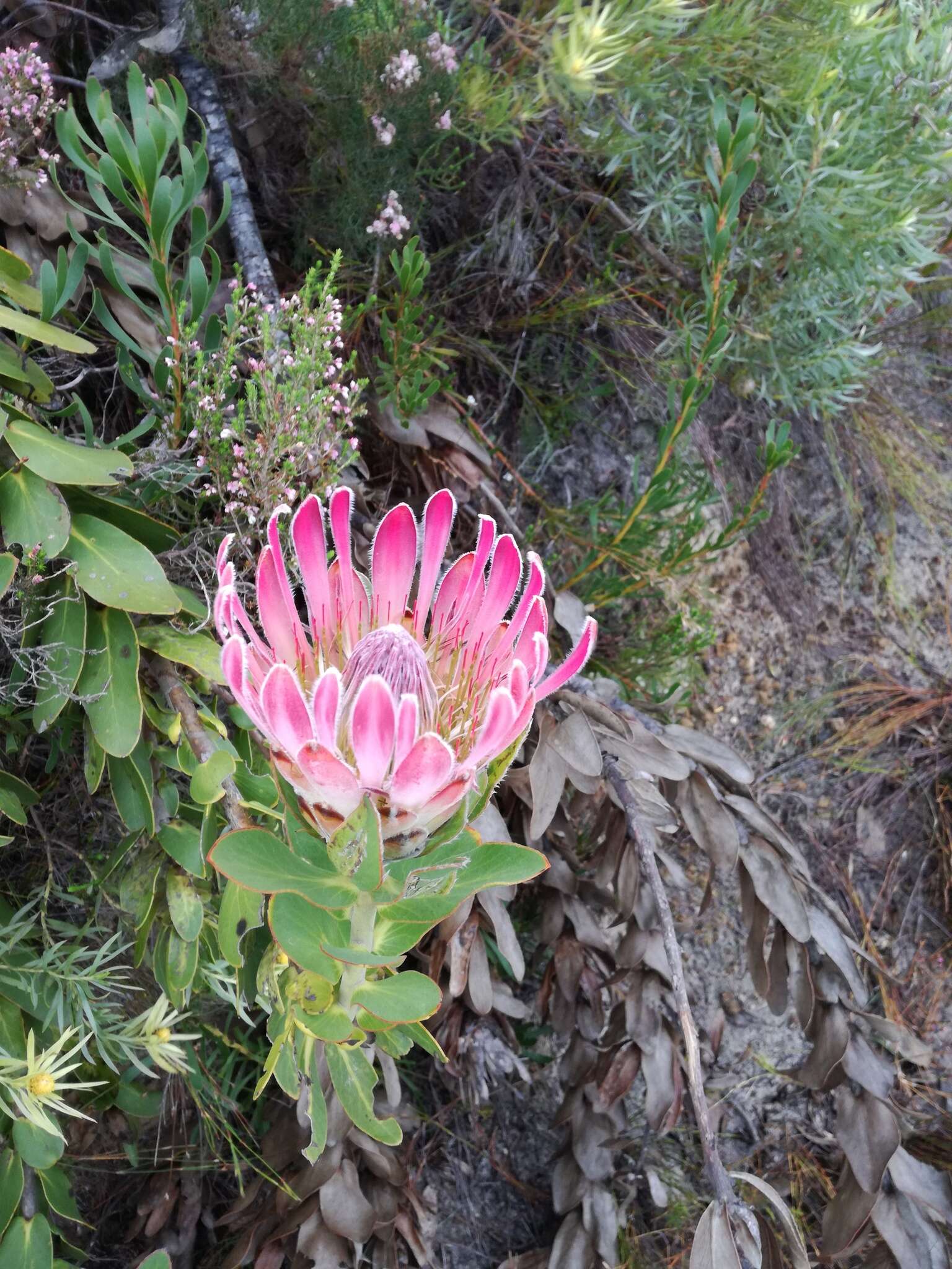 Image of Bot River protea