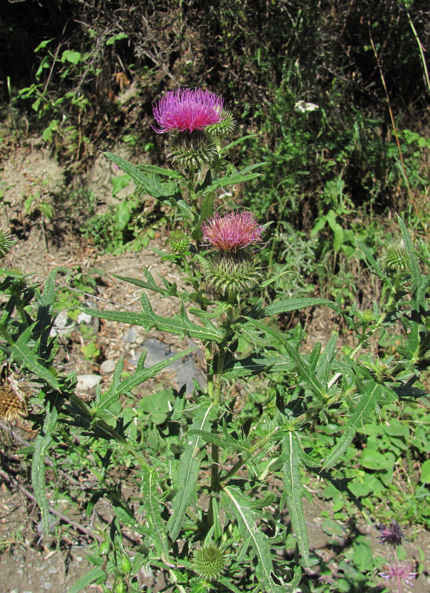 Слика од Cirsium ciliatum (Murray) Moench