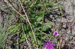 Senecio speciosus Willd. resmi