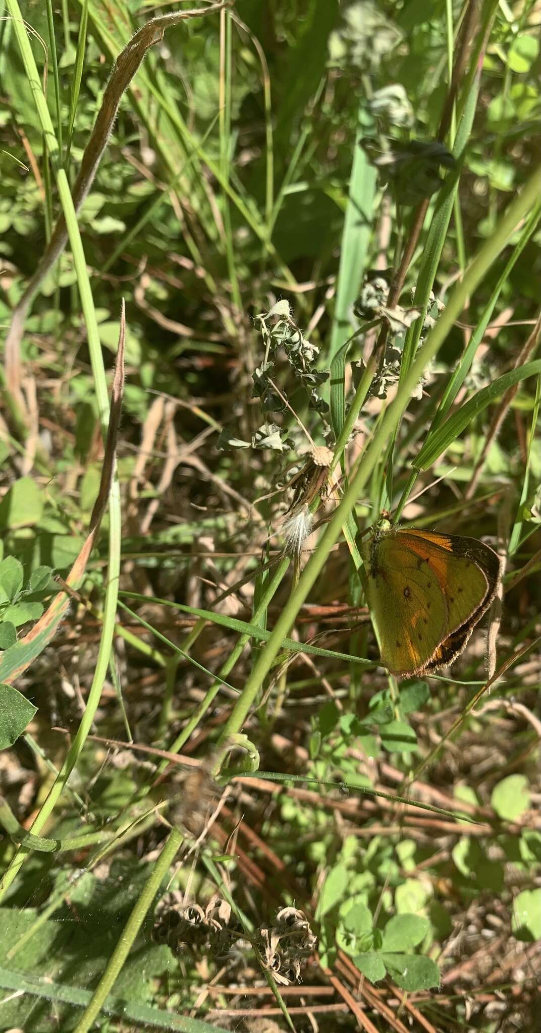 Colias vauthierii vauthierii的圖片