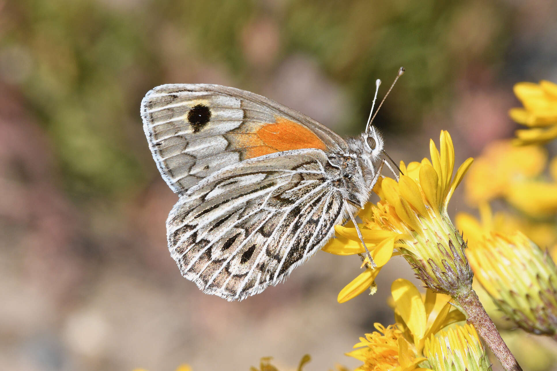 Imagem de Argyrophorus