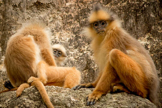 Image of Mitered Leaf-monkey; Sumatran Surili