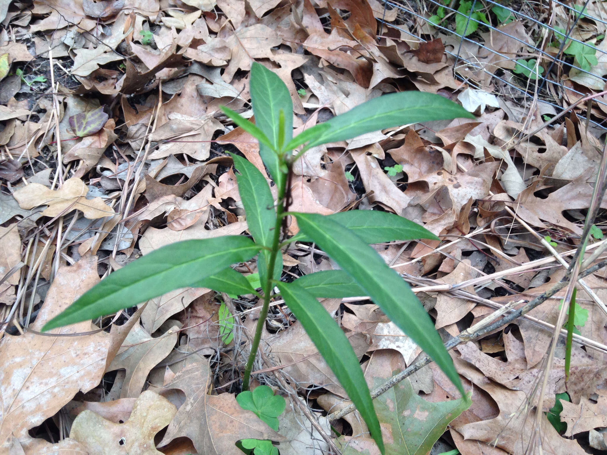 Imagem de Asclepias perennis Walt.