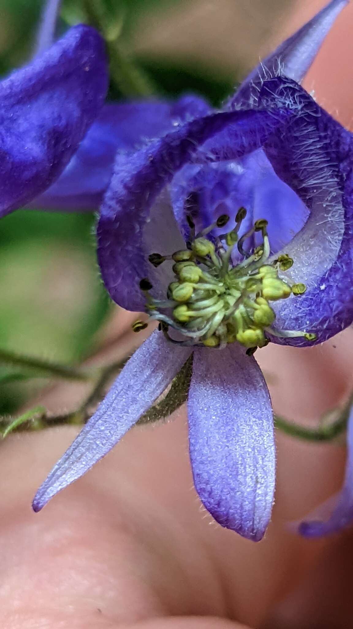 Sivun Aconitum columbianum subsp. columbianum kuva