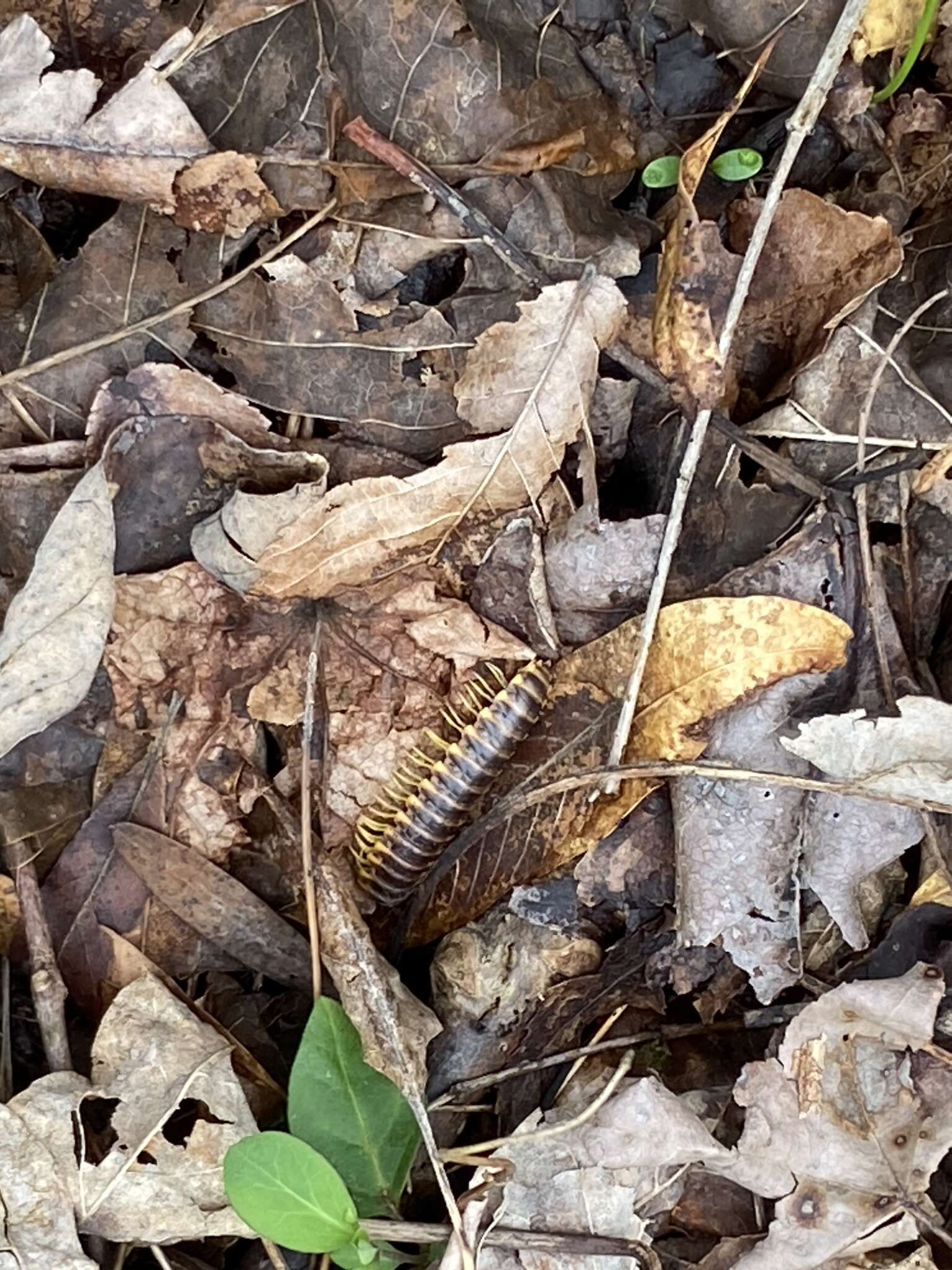 Sivun Apheloria virginiensis reducta Chamberlin 1939 kuva