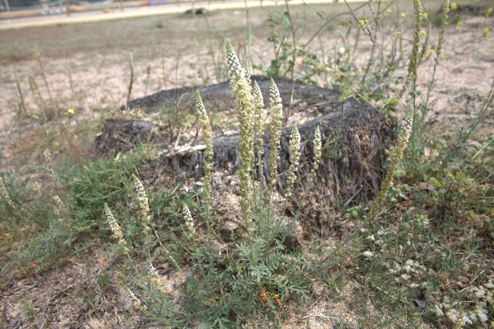 Image of Reseda alba subsp. hookeri (Guss.) Arcang.