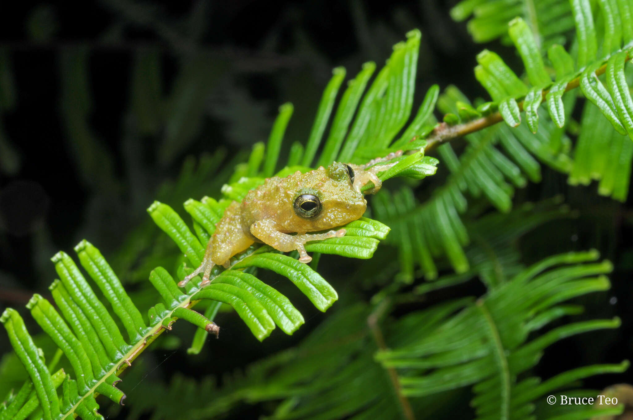 Image of Gunung Mulu Bubble-nest Frog