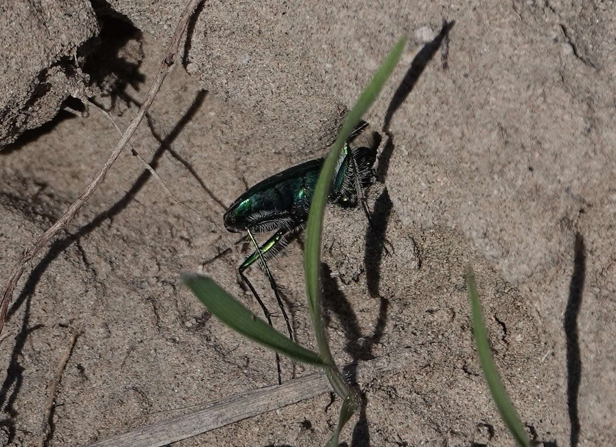 Image de Cicindela (Cicindela) denverensis Casey 1897