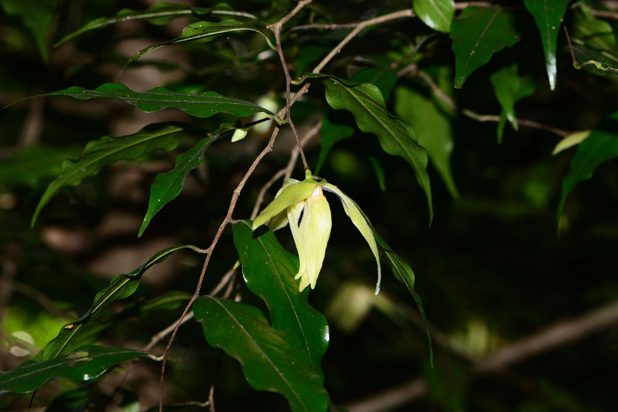 Image of Meiogyne pannosa (Dalzell) J. Sinclair