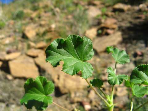 Imagem de Monsonia marlothii (Engl.) F. Albers