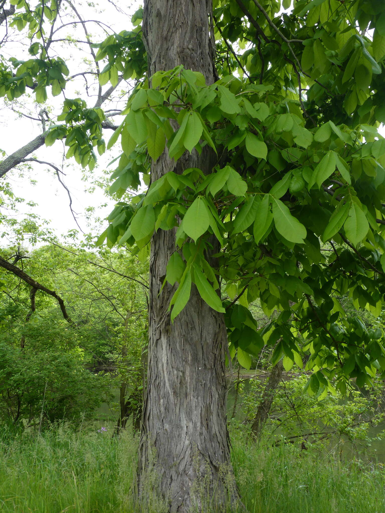 Image of shellbark hickory