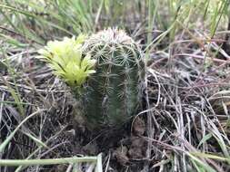 Image de Echinocereus viridiflorus subsp. viridiflorus