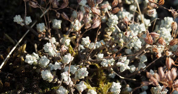 Image of Sedum brevifolium DC.