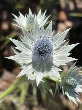 Image de Eryngium lemmonii Coult. & N. E. Rose