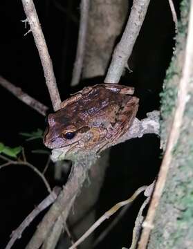 Image of Banded Wood Frog