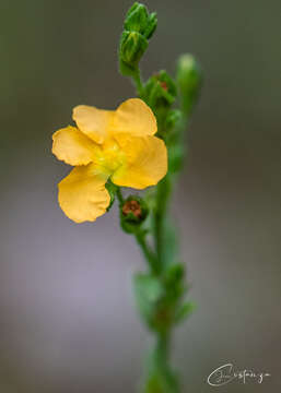 Image of Hairy St. John's-Wort