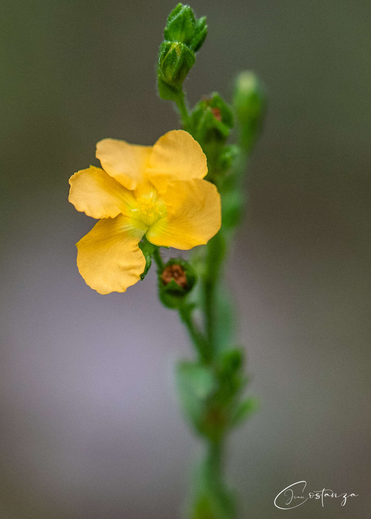 Image of Hairy St. John's-Wort