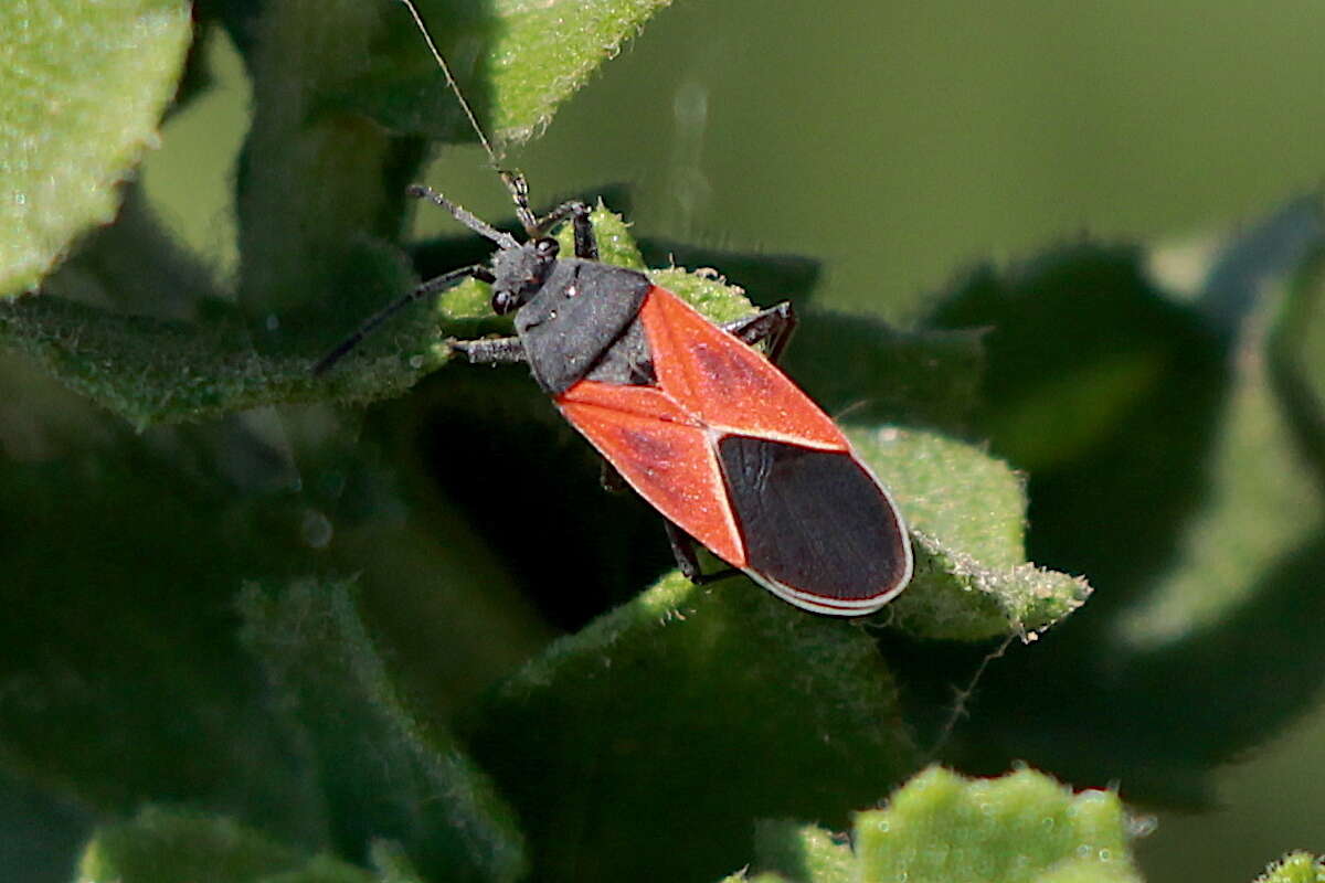 Image de Melanopleurus fuscosus Brailovsky & H. 1977