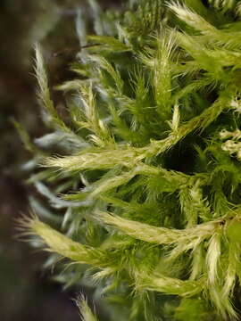 Image of streaky feather-moss