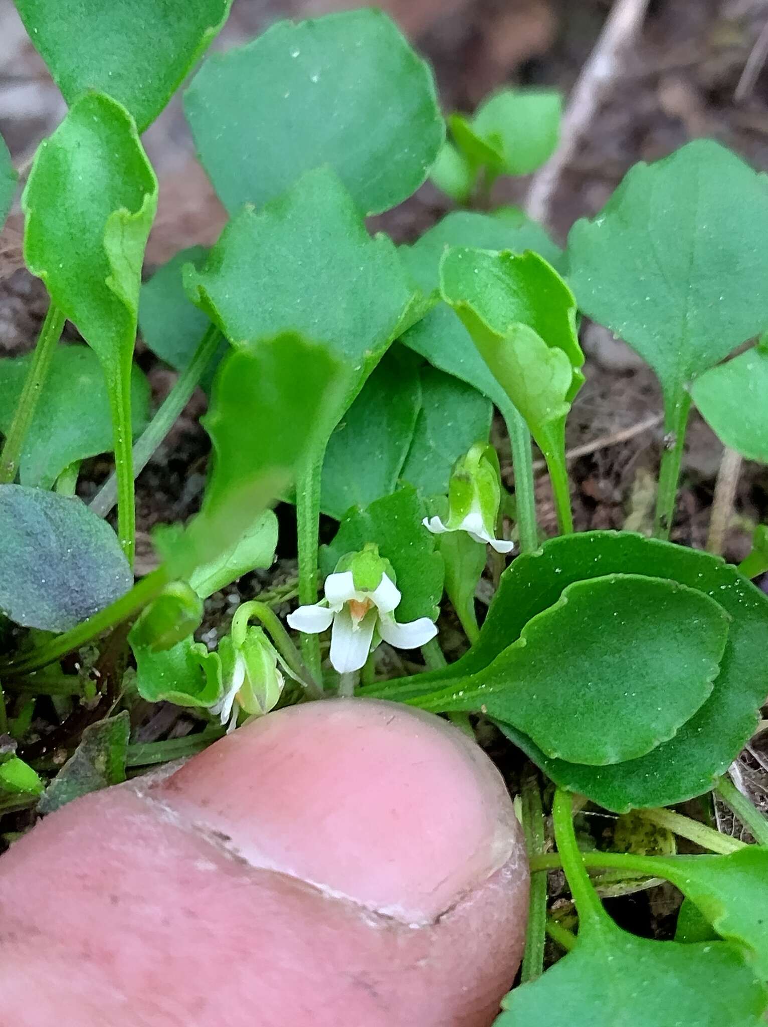 Image of Viola hederacea subsp. cleistogamoides L. Adams