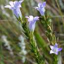 Image of Wahlenbergia epacridea Sond.