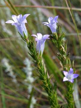 صورة Wahlenbergia epacridea Sond.